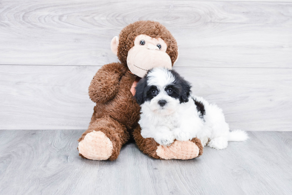 Playful Havanese Purebred Pup