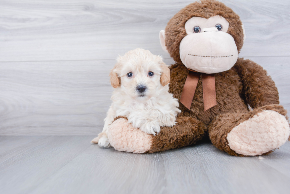 Best Maltipoo Baby