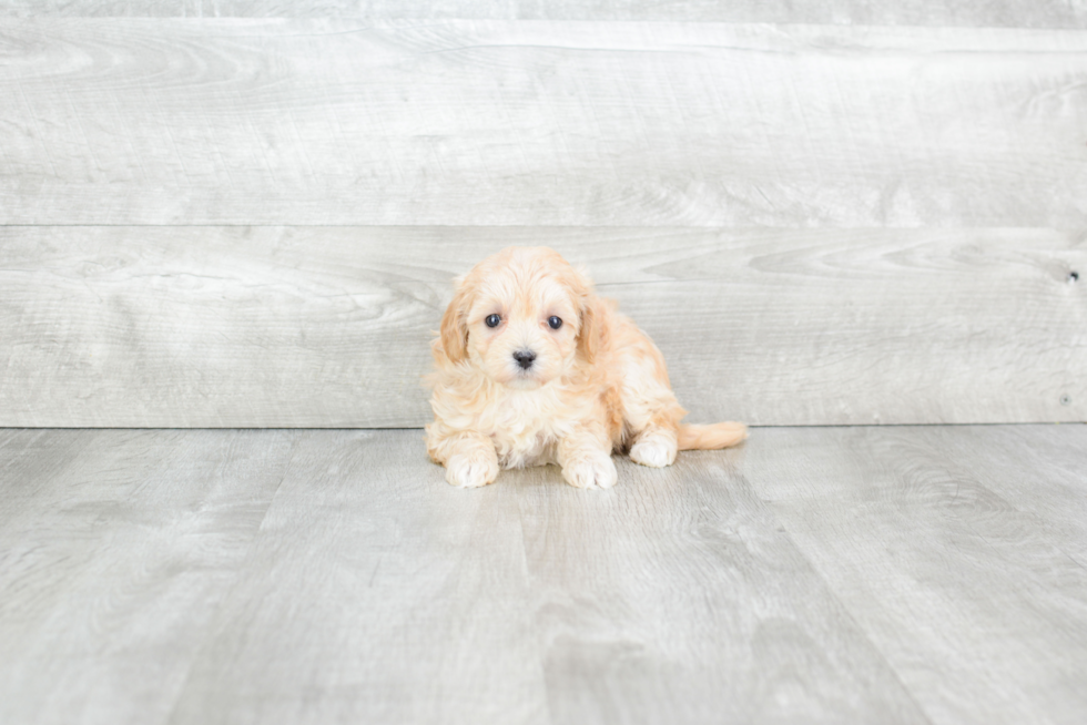 Happy Maltipoo Baby