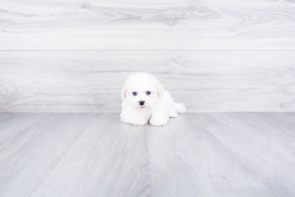 Best Havanese Baby