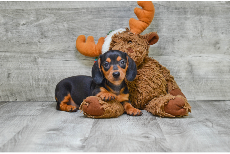 Dachshund Puppy for Adoption