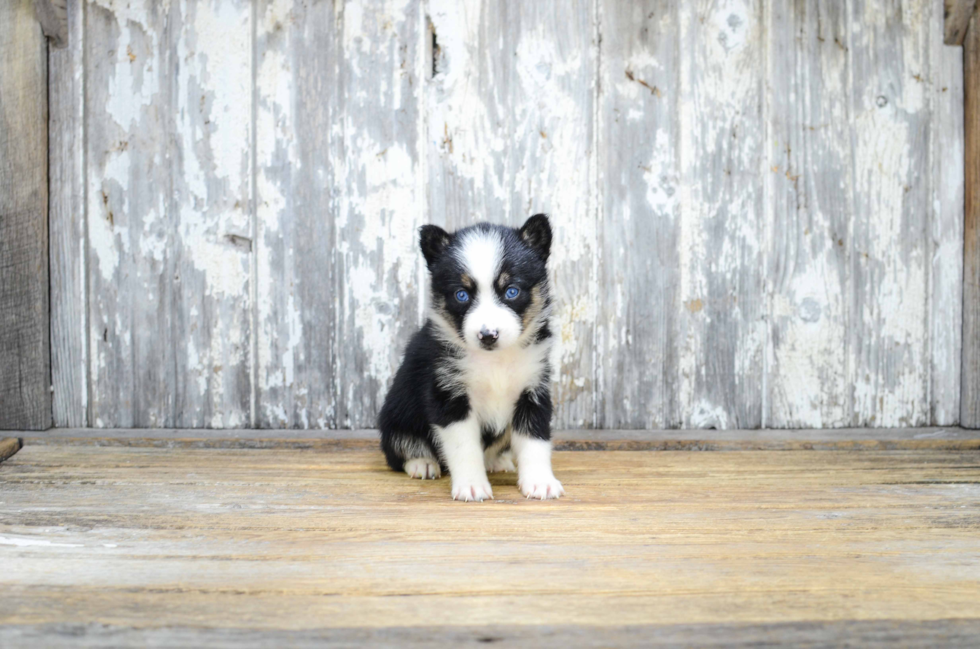 Pomsky Pup Being Cute