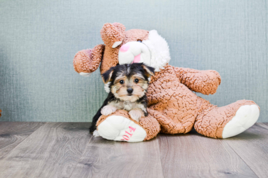 Morkie Pup Being Cute