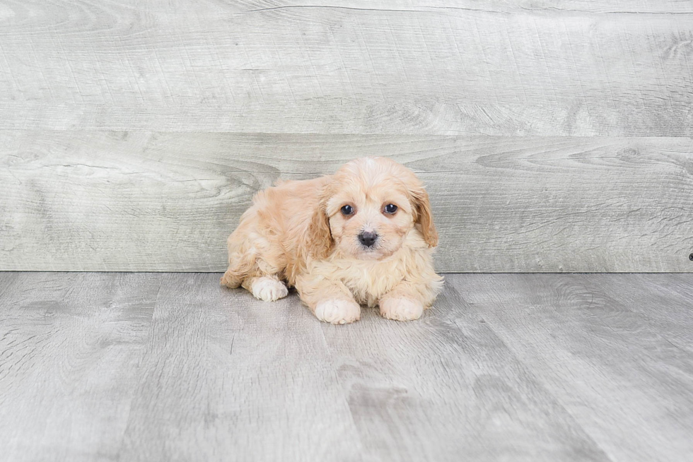 Best Cavachon Baby