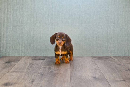 Cute Dachshund Purebred Puppy