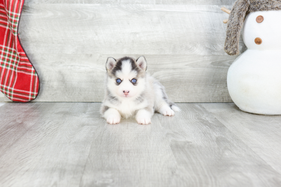 Smart Pomsky Designer Pup