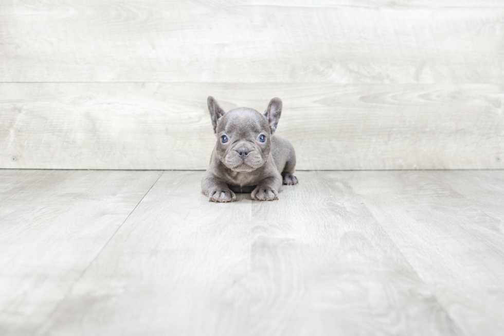 Cute Frenchie Purebred Puppy