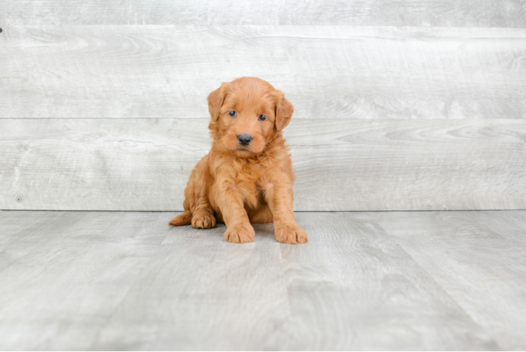 Mini Goldendoodle Pup Being Cute