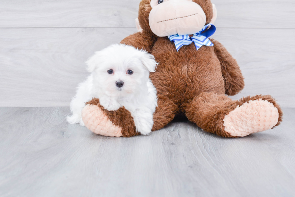 Smart Maltese Purebred Puppy