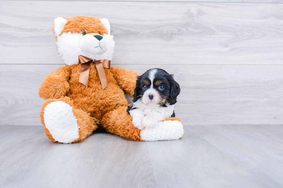 Cavalier King Charles Spaniel Puppy for Adoption