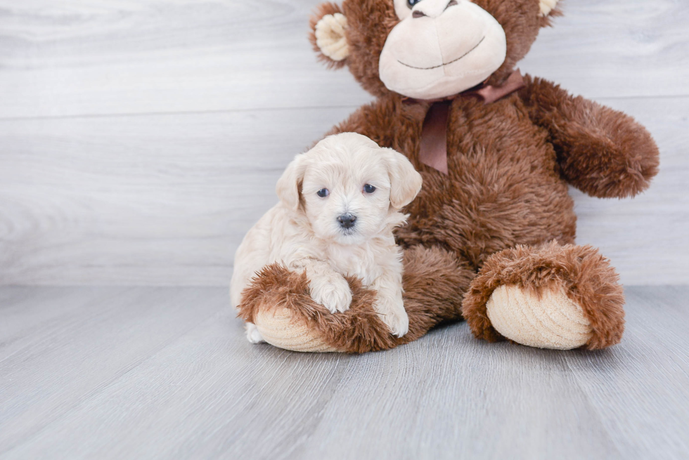 Best Maltipoo Baby