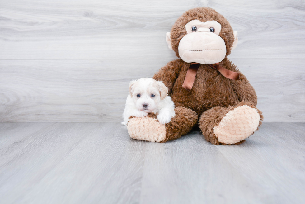 Maltipoo Puppy for Adoption