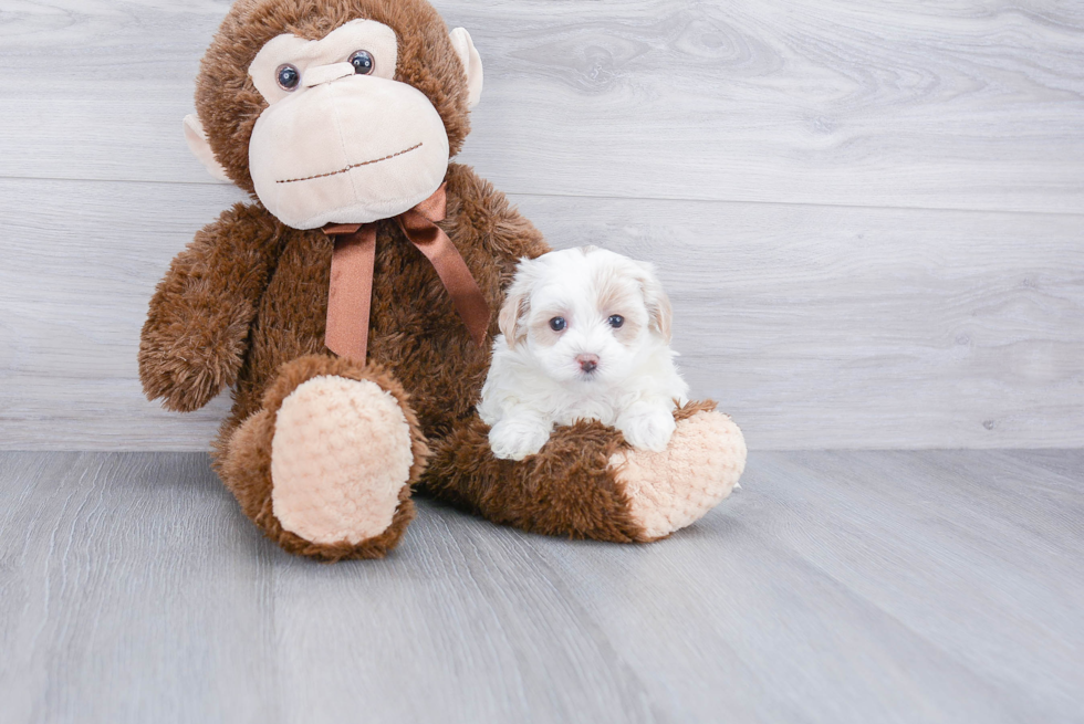 Best Maltipoo Baby