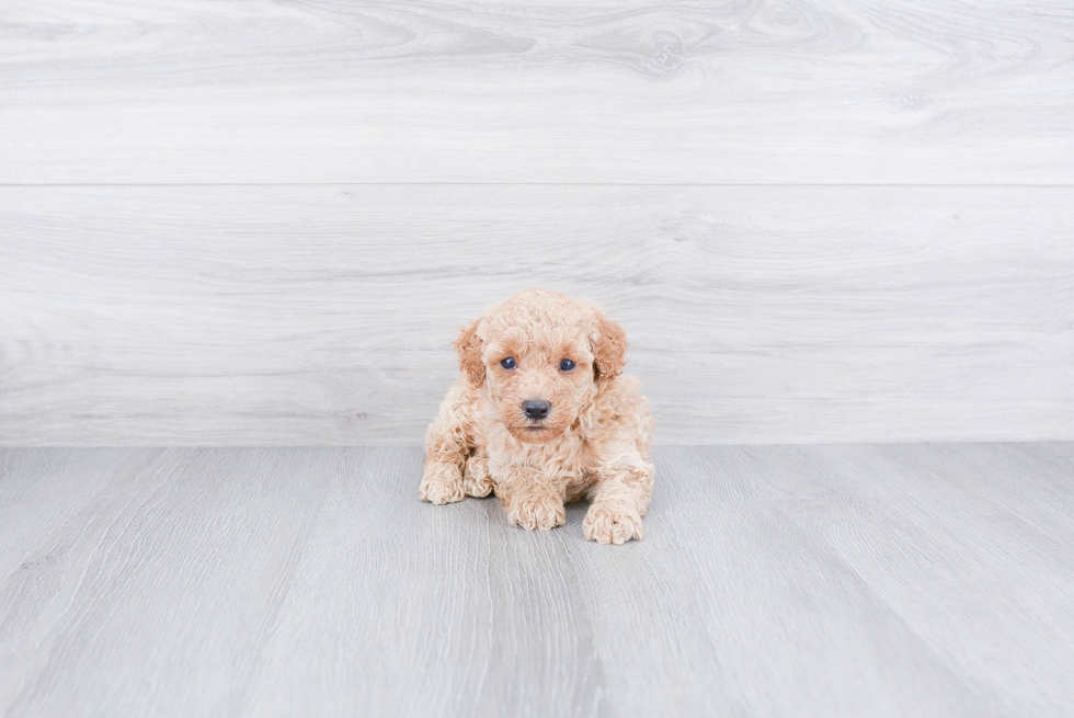 Funny Poodle Baby