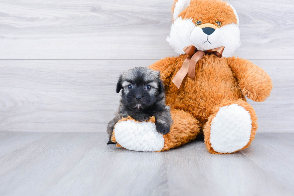 Havanese Pup Being Cute