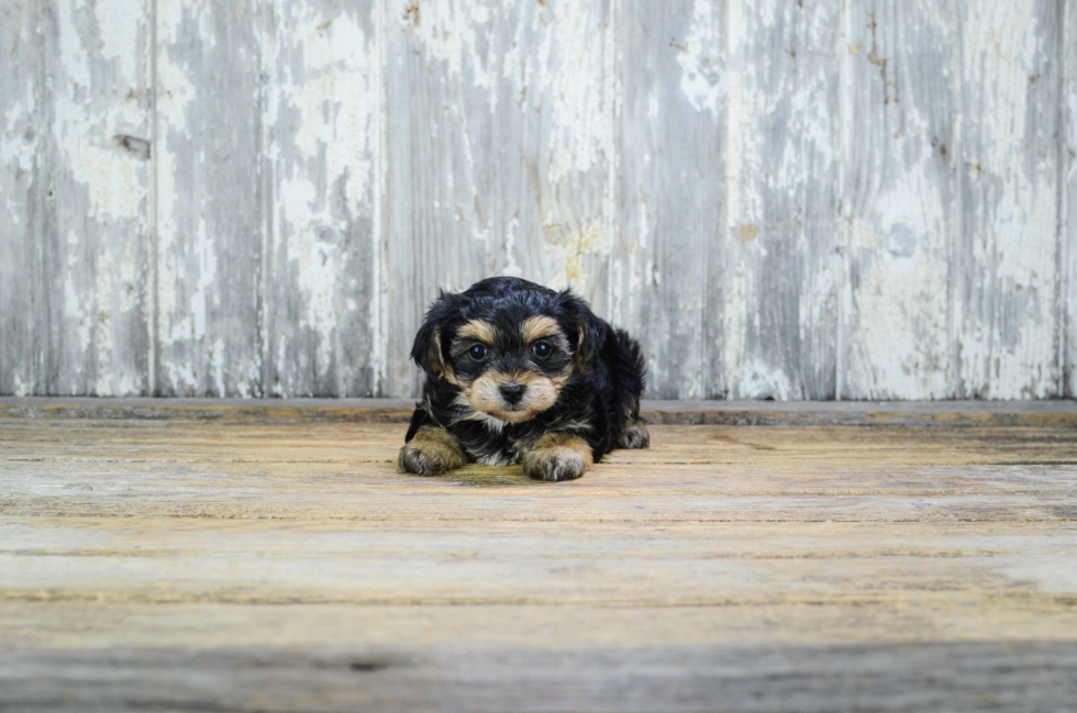 Petite Yorkie Poo Poodle Mix Pup