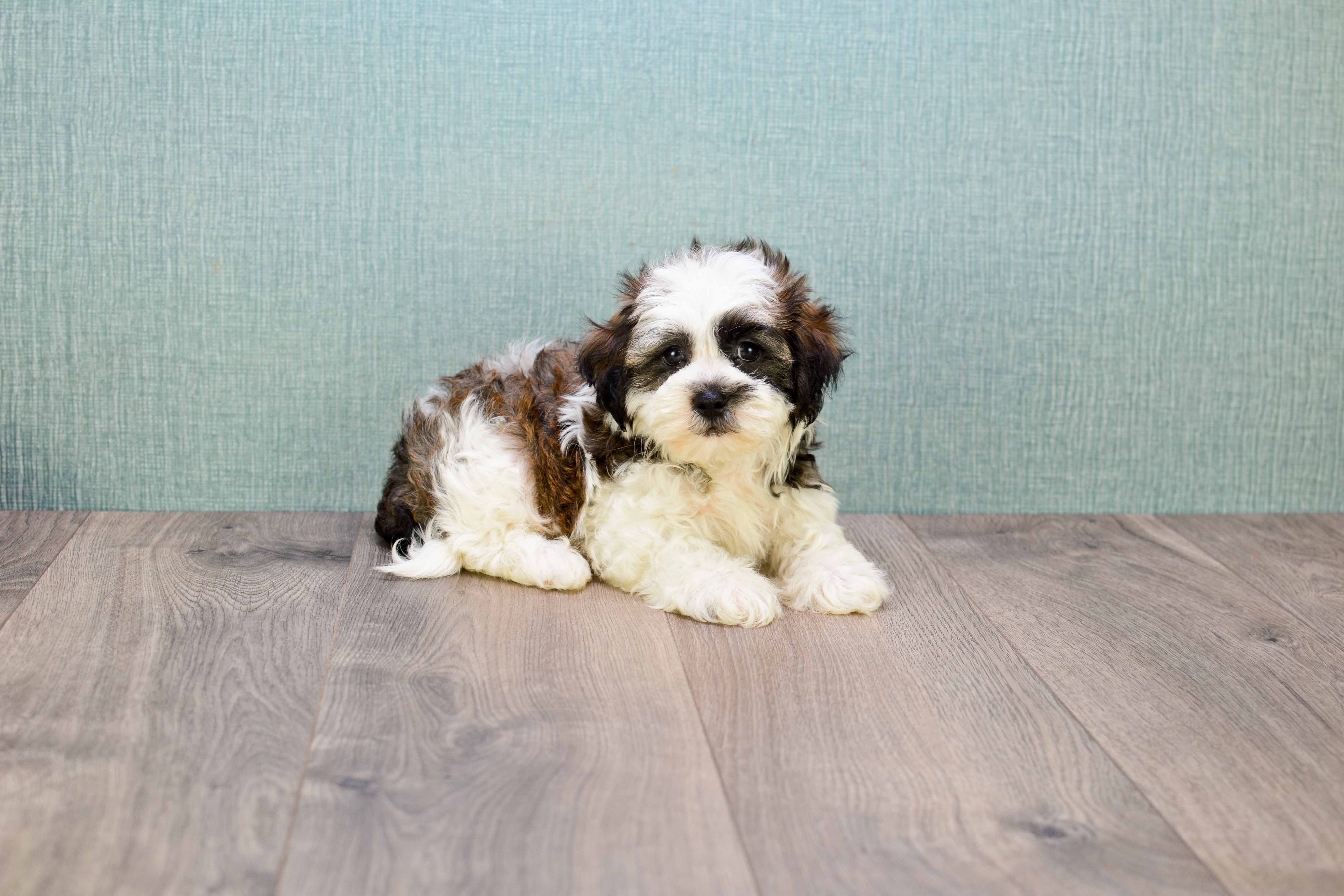 Smart Teddy Bear Designer Pup