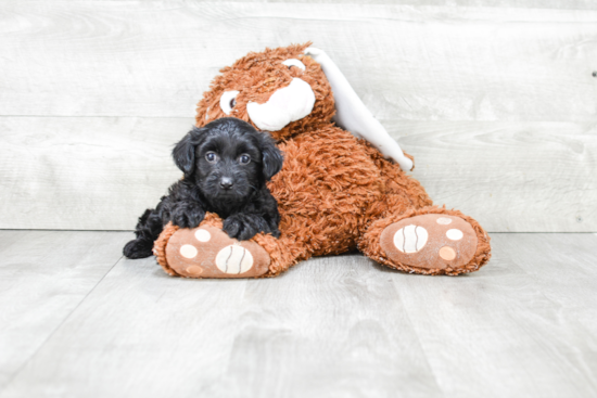 Hypoallergenic Yorkie Doodle Poodle Mix Puppy