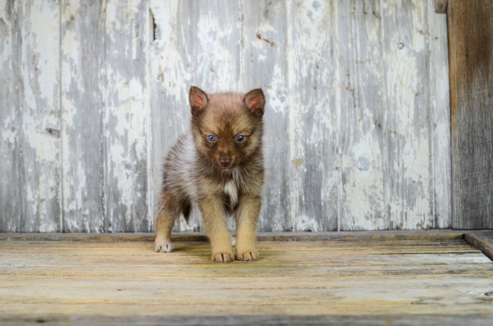 Pomsky Pup Being Cute