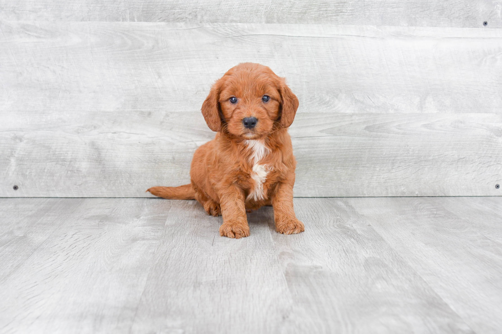 Mini Goldendoodle Pup Being Cute