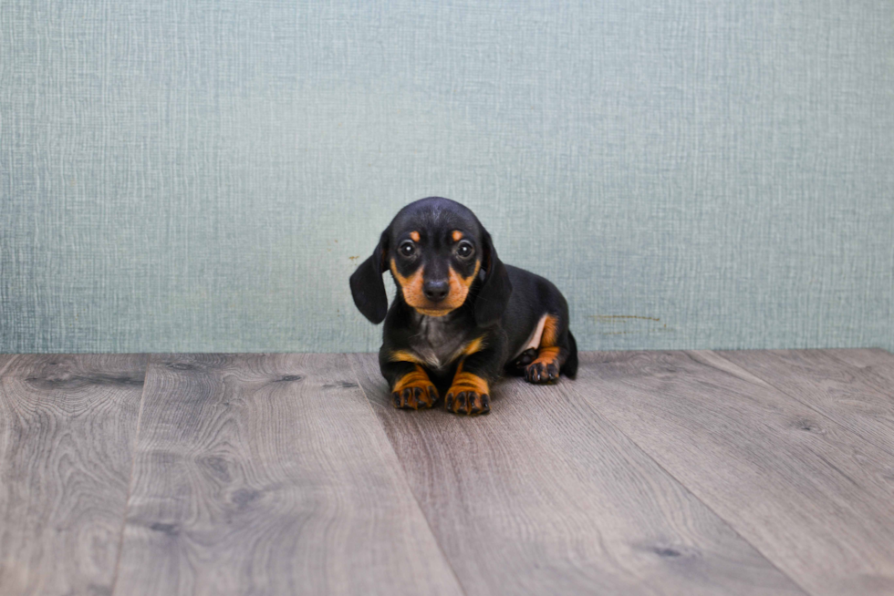 Dachshund Pup Being Cute