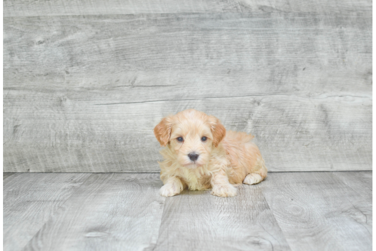 Fluffy Maltipoo Poodle Mix Pup
