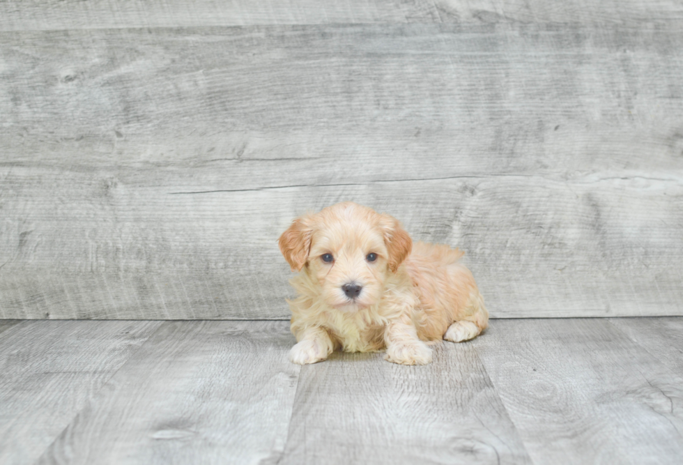 Fluffy Maltipoo Poodle Mix Pup