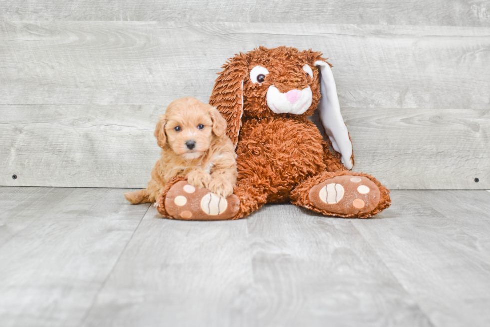 Smart Maltipoo Poodle Mix Pup