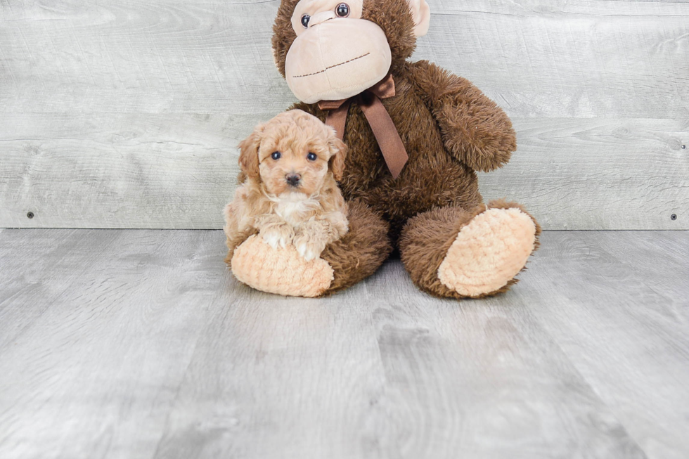 Smart Maltipoo Poodle Mix Pup