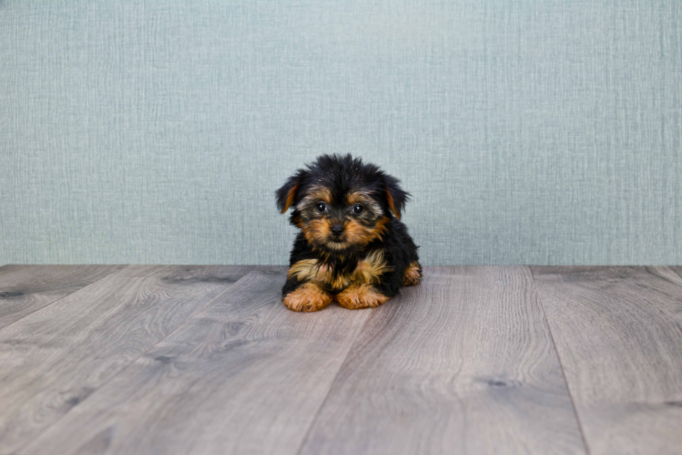 Meet Nugget - our Yorkshire Terrier Puppy Photo 