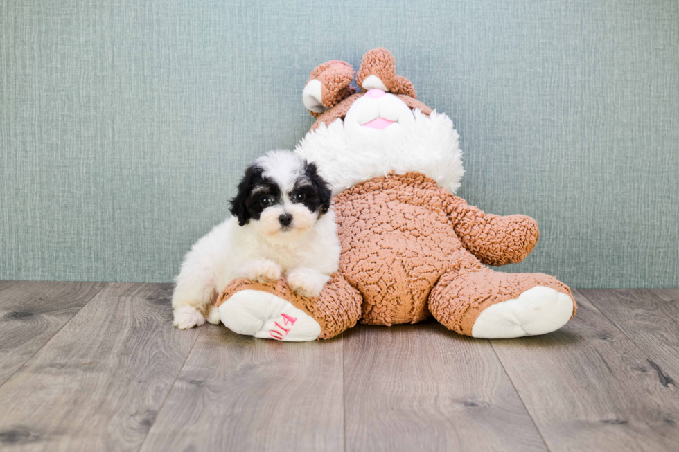 Maltipoo Puppy for Adoption