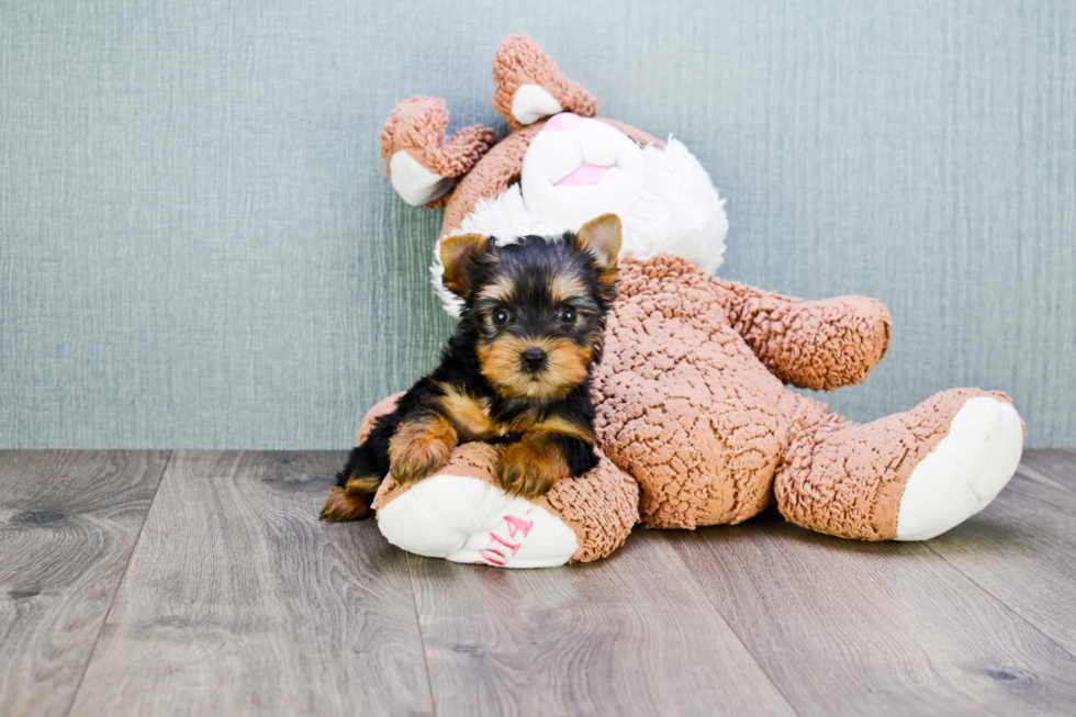 Meet Trigger - our Yorkshire Terrier Puppy Photo 