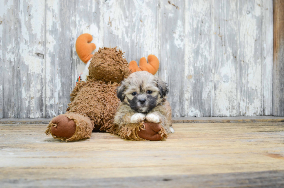 Teddy Bear Pup Being Cute