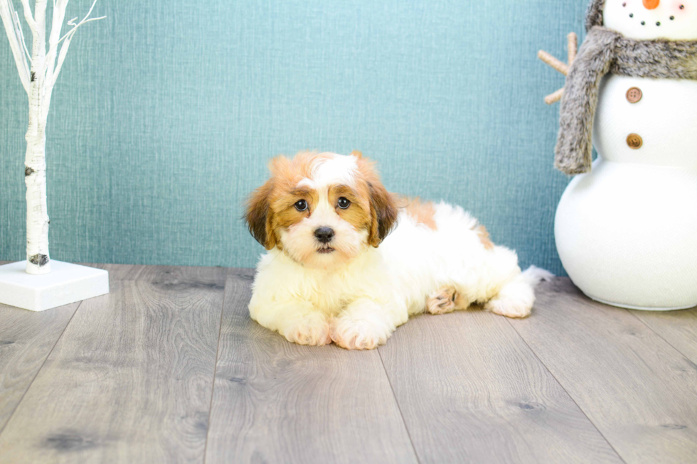 Meet Carly - our Cavachon Puppy Photo 