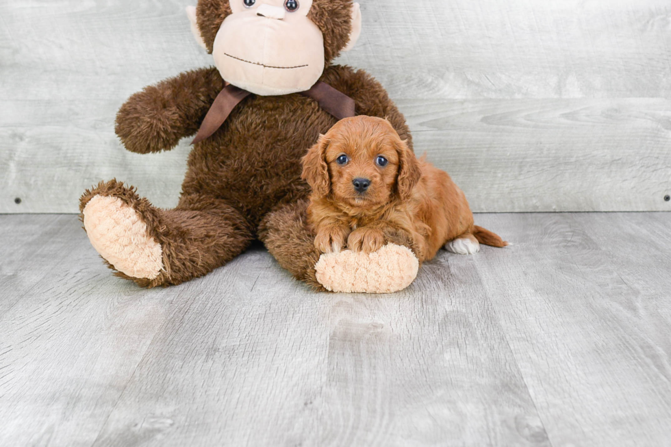 Best Cavapoo Baby