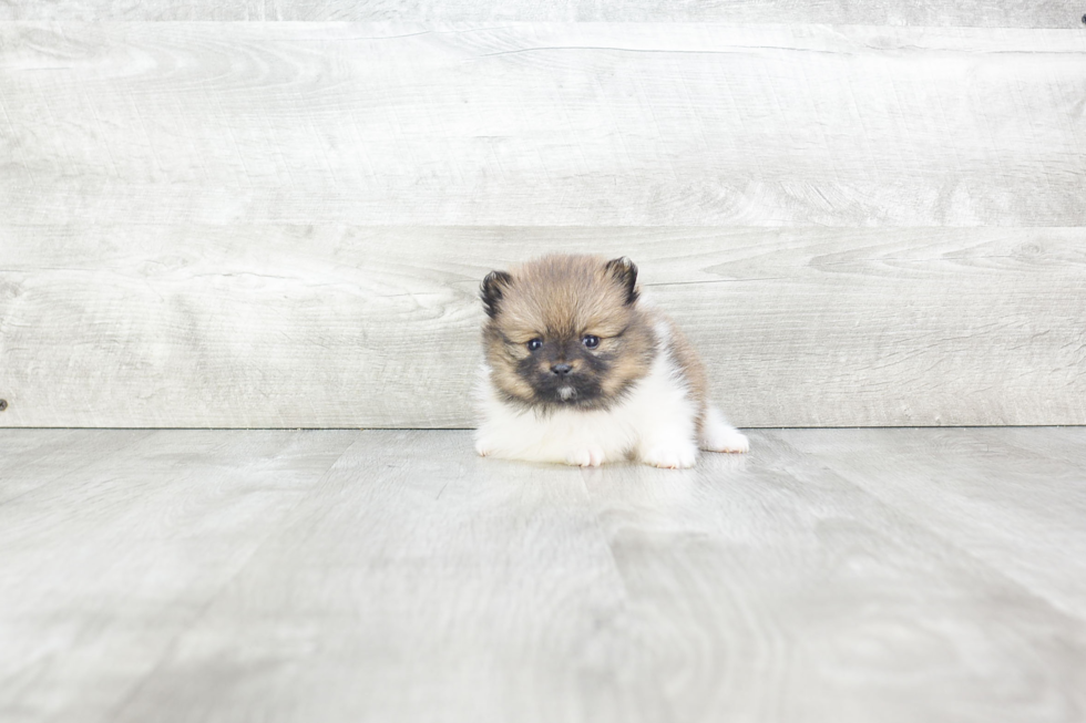 Pomeranian Puppy for Adoption