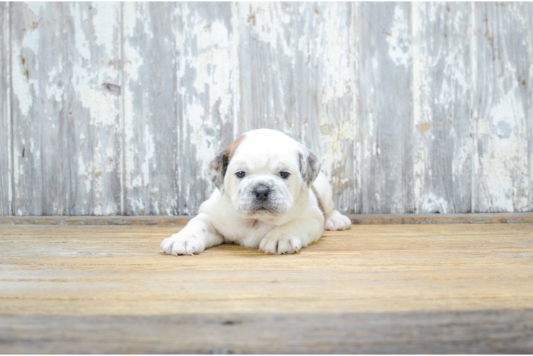 Cute English Bulldog Baby