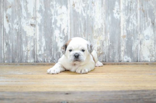 Cute English Bulldog Baby