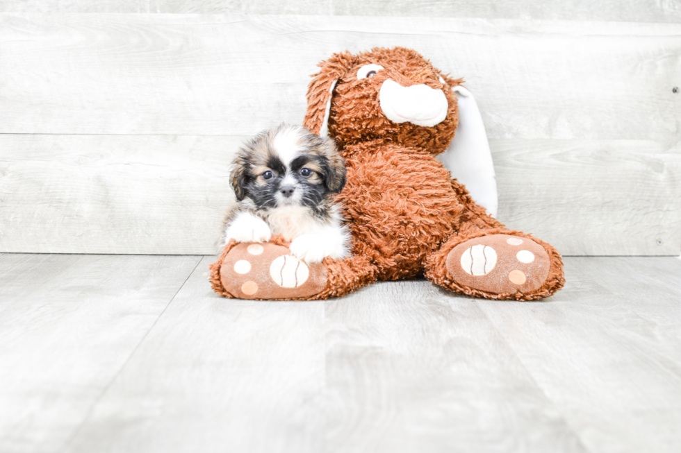 Teddy Bear Pup Being Cute