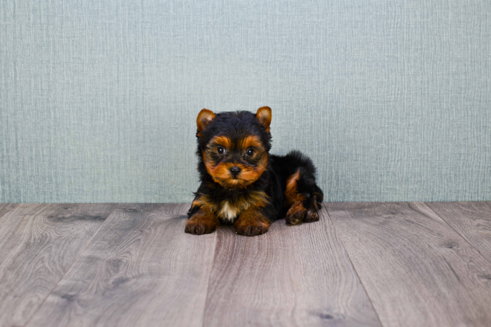 Meet Timmy - our Yorkshire Terrier Puppy Photo 