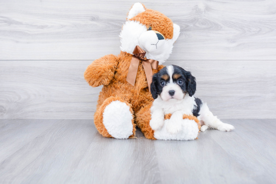 Cavalier King Charles Spaniel Puppy for Adoption