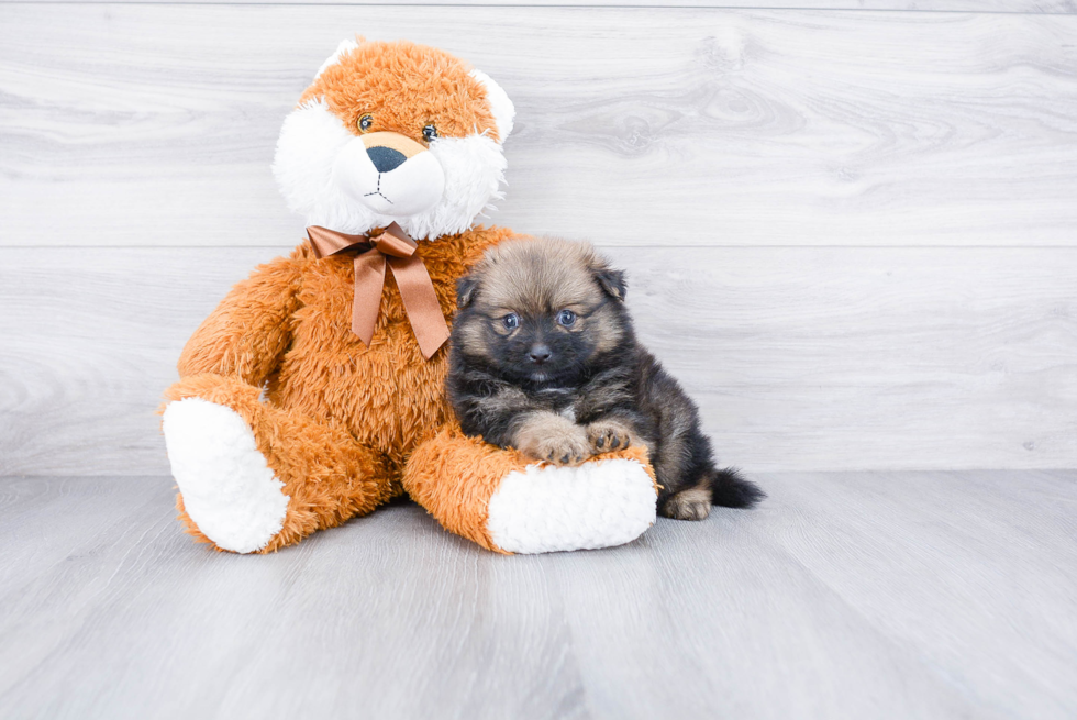 Smart Pomeranian Purebred Puppy