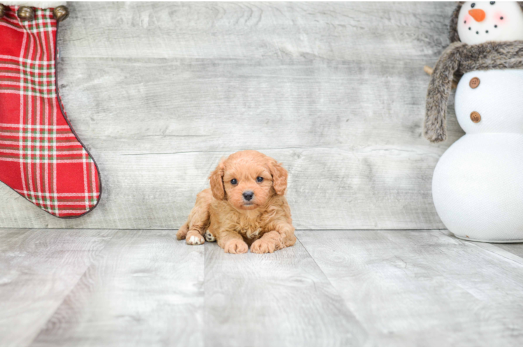 Energetic Cavoodle Poodle Mix Puppy