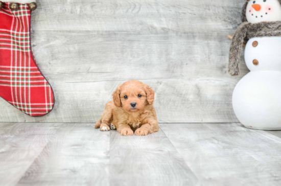 Energetic Cavoodle Poodle Mix Puppy