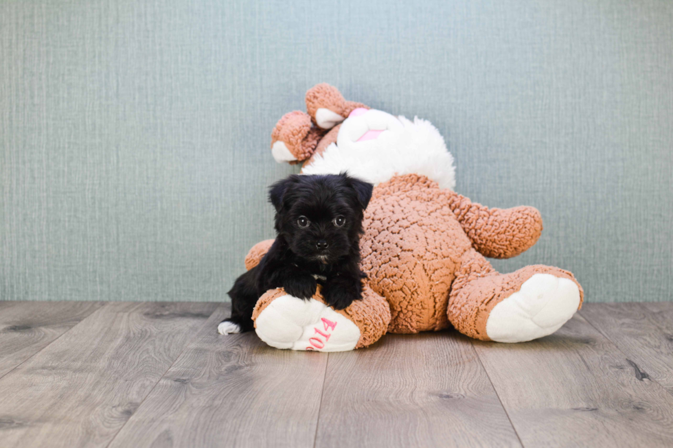 Morkie Pup Being Cute