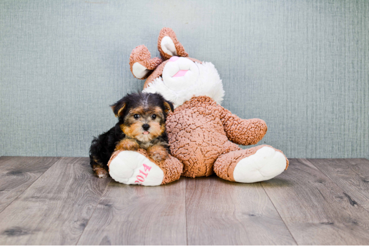 Morkie Pup Being Cute