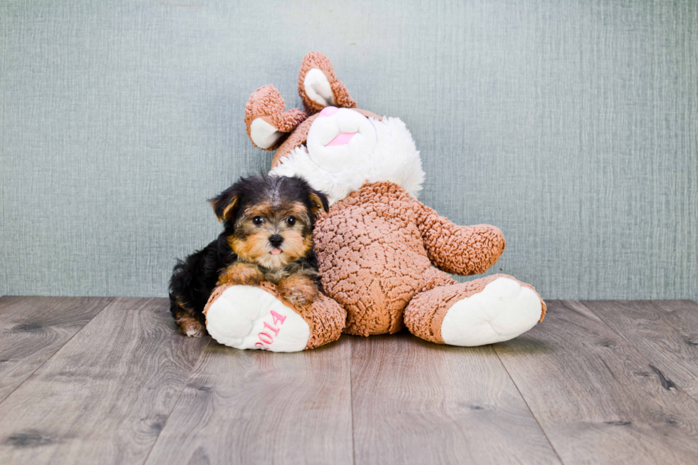 Morkie Pup Being Cute