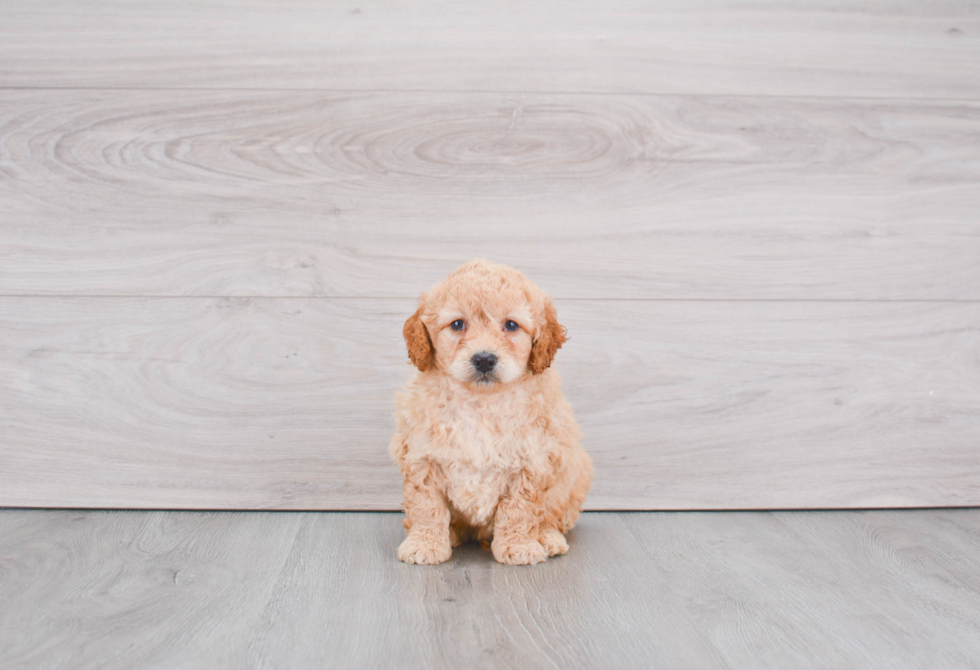 Hypoallergenic Golden Retriever Poodle Mix Puppy