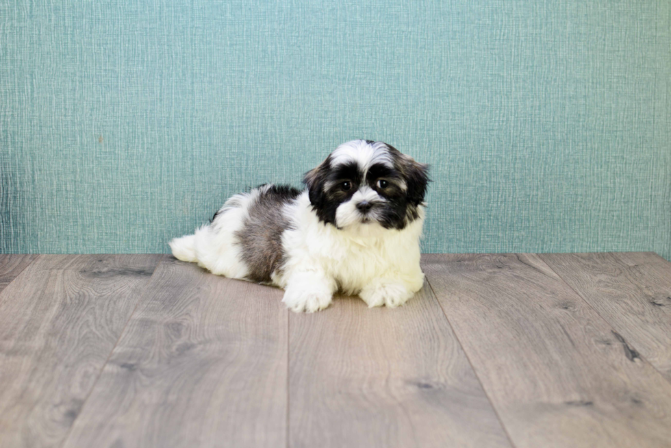 Havanese Pup Being Cute