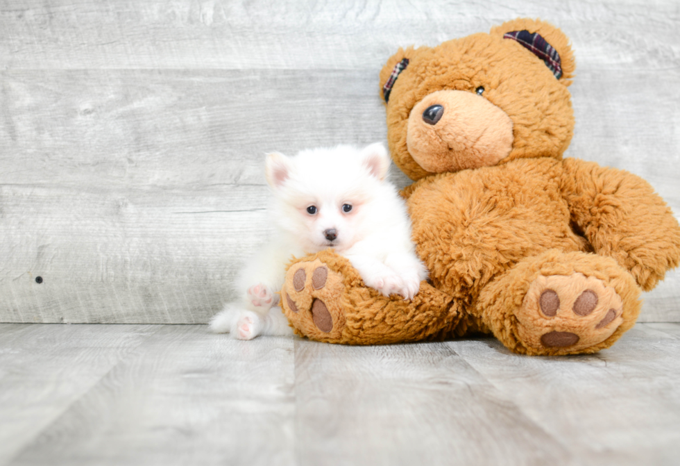 Pomeranian Pup Being Cute